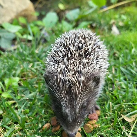 Linea Apartman Óbecse