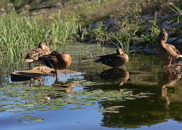 Апартаменты Linea *