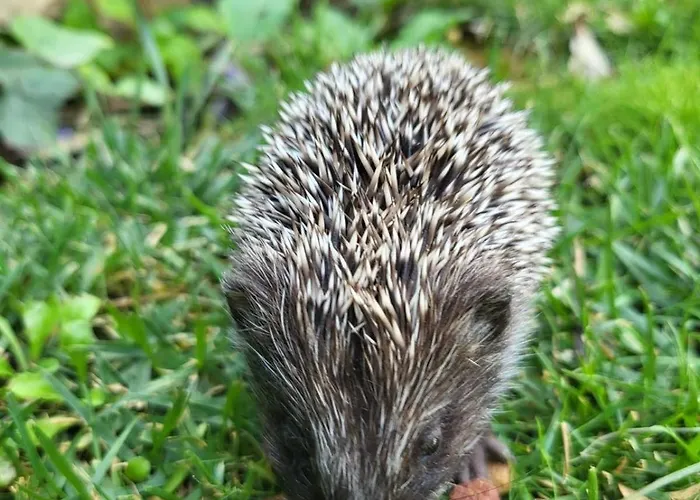 Linea Apartment Becej